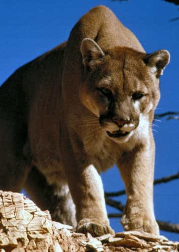 Cougar