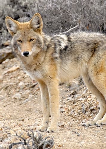 Coyote