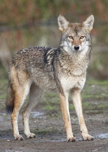 Coyote