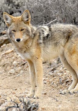 Coyote