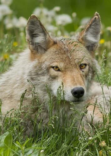 Coyote