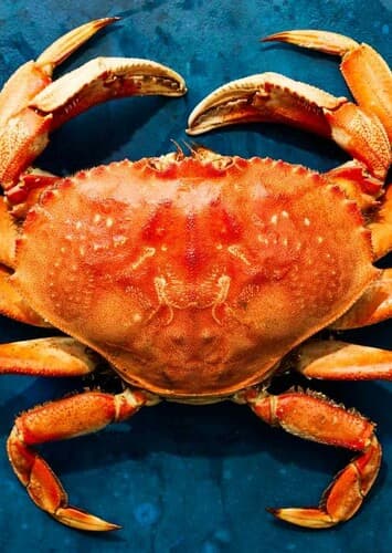 Crab