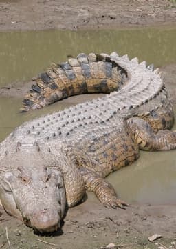 Crocodile