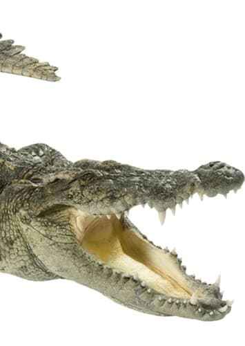 Crocodile