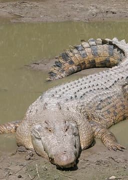 Crocodile