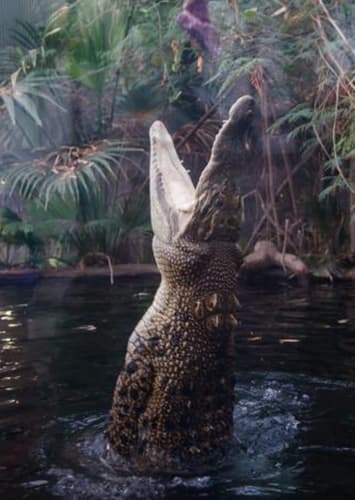 Crocodile
