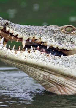 Crocodile