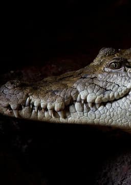 Crocodile
