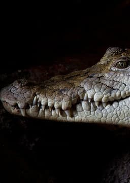 Crocodile