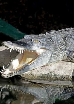 Crocodile
