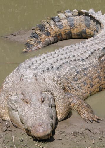 Crocodile