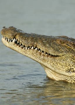 Crocodile