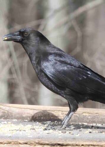 Crow