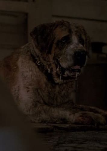 Cujo