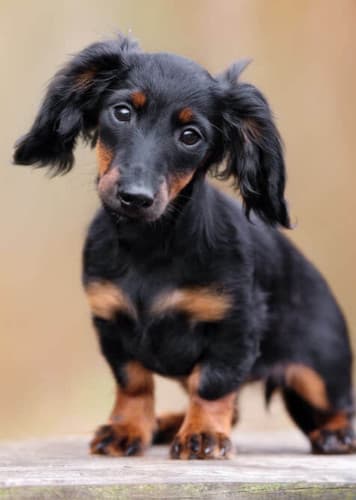 Dachshund