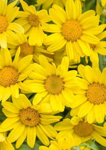 Daisy (Yellow)