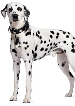 Dalmatian