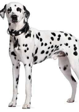 Dalmatian