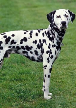 Dalmatian
