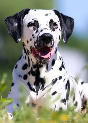 Dalmatian