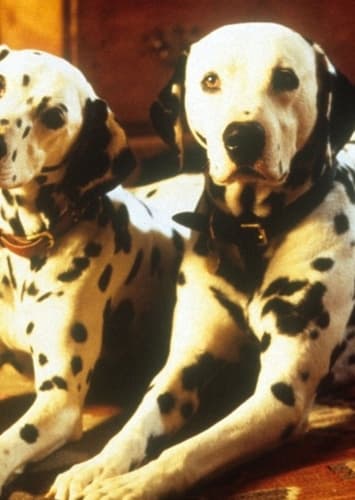 Dalmatians