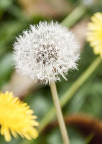 Dandelion