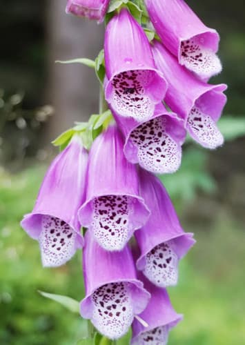 Foxglove