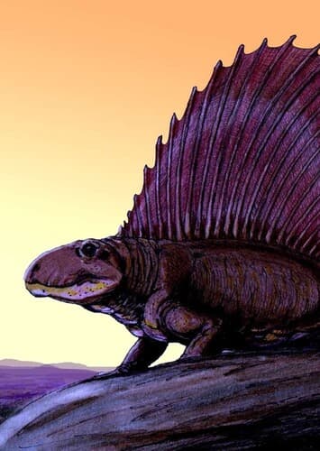 Dimetrodon