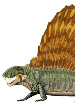 Dimetrodon
