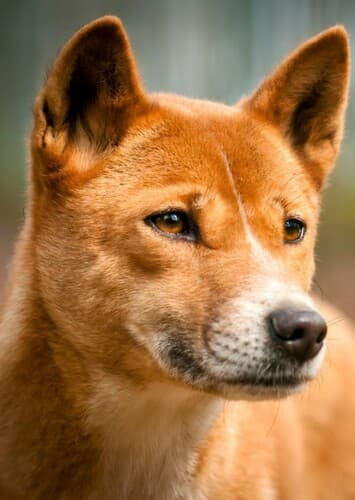 Dingo