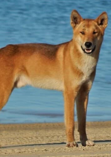Dingo