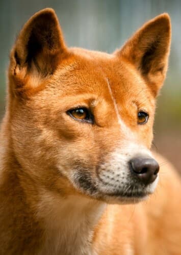 Dingo