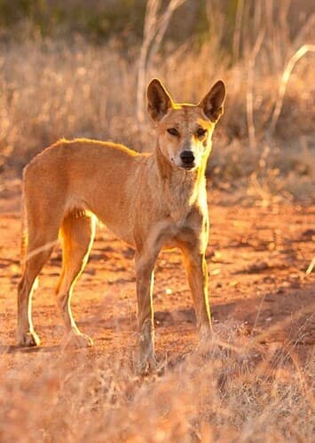 Dingo