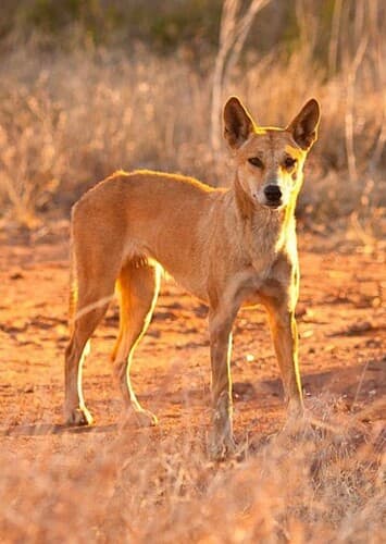 Dingo