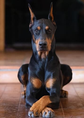 Doberman