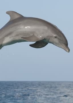 Dolphin