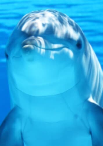 Dolphin