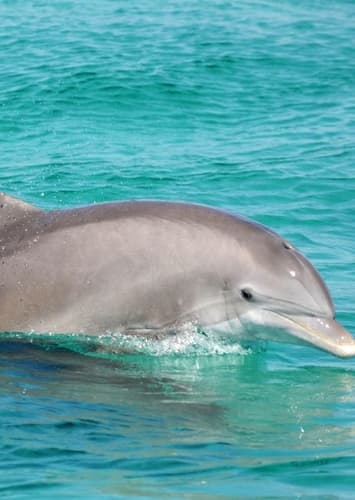 Dolphin