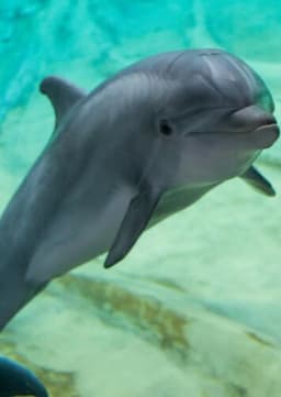 Dolphin