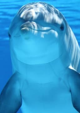 Dolphin
