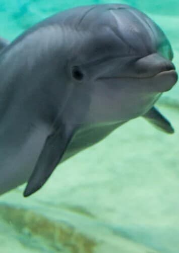 Dolphin