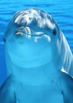Dolphin