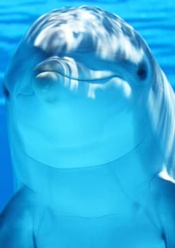 Dolphin