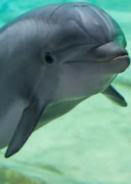 Dolphin