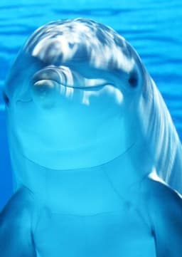 Dolphin
