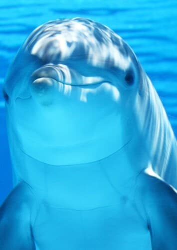 Dolphin