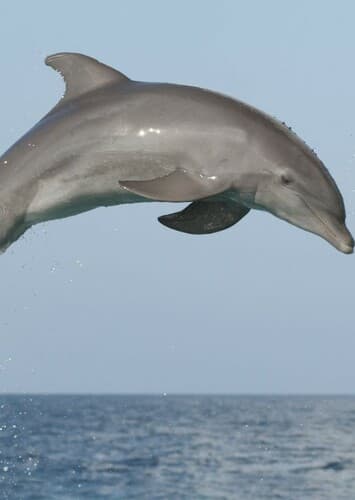 Dolphin