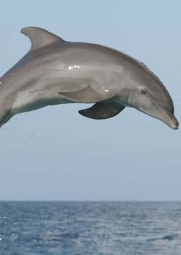Dolphin