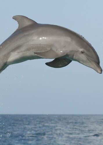 Dolphin