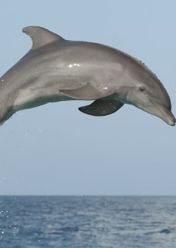 Dolphin